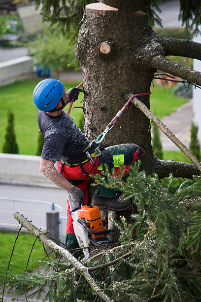 Professional Tree Services in Brookhaven, WV